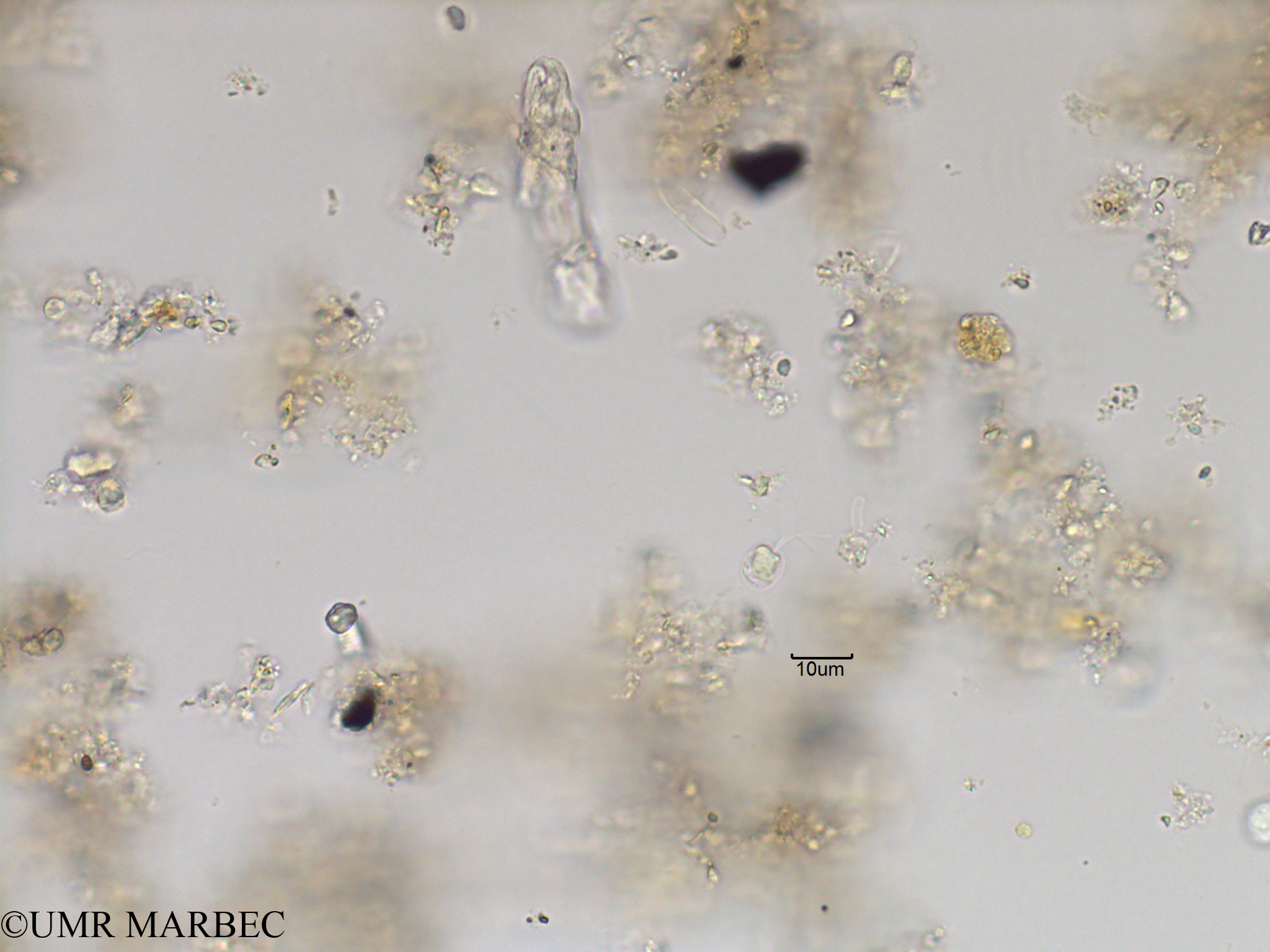 phyto/Bizerte/bizerte_bay/RISCO November 2015/Nanoflagellé 8 (Baie_T5-CWD1-Flagelle 8-15).tif(copy).jpg